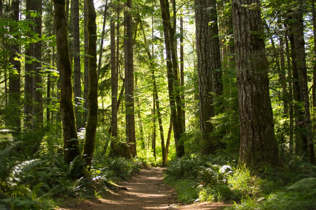 image of green forestry and dirt path