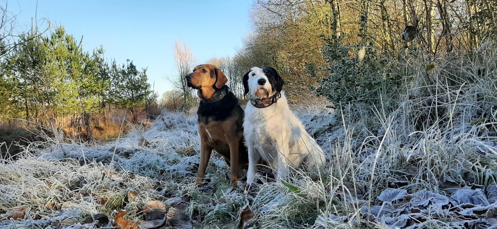 two dogs sitting in bright field